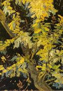 Vincent Van Gogh Blossoming Acacia Branches oil